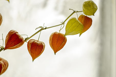 photo of orange and green leaves thumbnail