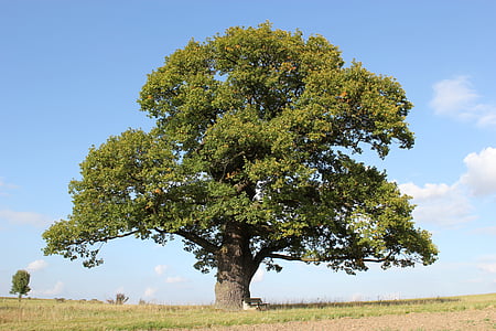 person in white suit laying on green leaf tree thumbnail