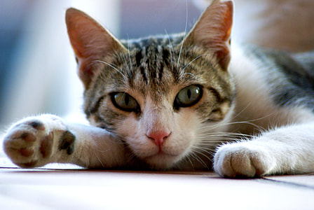 brown tabby cat on focus photo thumbnail