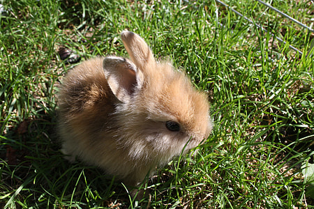 brown rabbit on grass thumbnail
