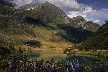blue lavender flowers near lake beside mountain at daytime thumbnail
