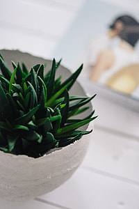 Green plant with magazines thumbnail