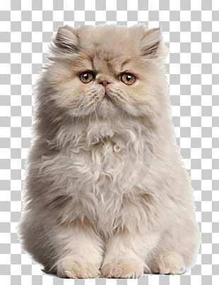 Persian Cat Minuet Cat Maine Coon Munchkin Cat Kitten Cute White