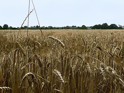 brown wheats photo thumbnail