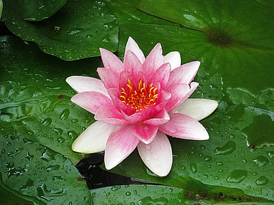 pink and white lotus flower thumbnail