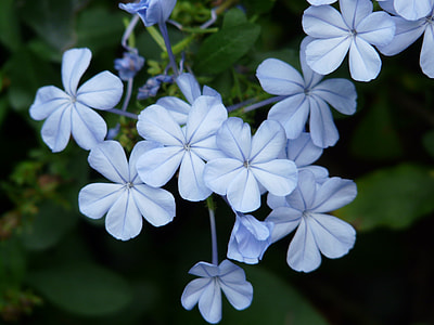 selective focus photo of white 5-petaled flowers thumbnail