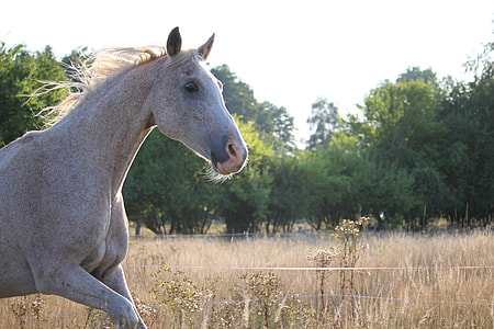 white horse surrounded by brown grass field under white sky thumbnail