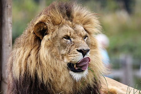 male lion on gras thumbnail