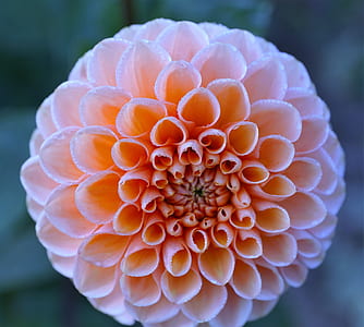 close up photography of orange ball dahlia flower thumbnail