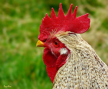 selective focus photography of brown rooster thumbnail