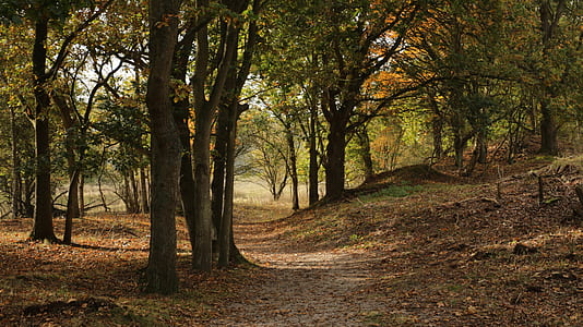 forest with brown dried leaves thumbnail