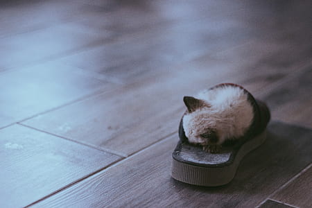 white kitten sleeping in slide sandals on parquet floor thumbnail