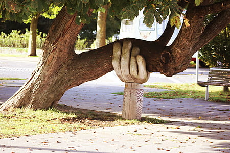 brown bare tree thumbnail