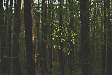 Green Tree Sapling thumbnail
