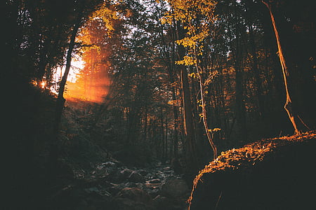 forest under clear skyt thumbnail