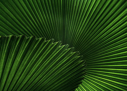 green fan palm thumbnail