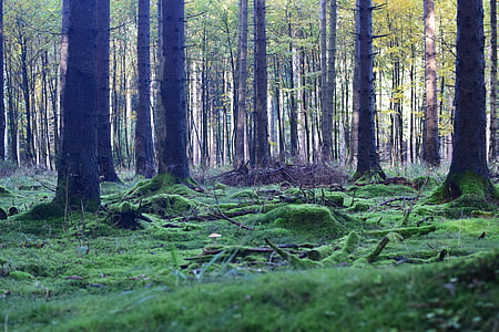 photo of green woods thumbnail
