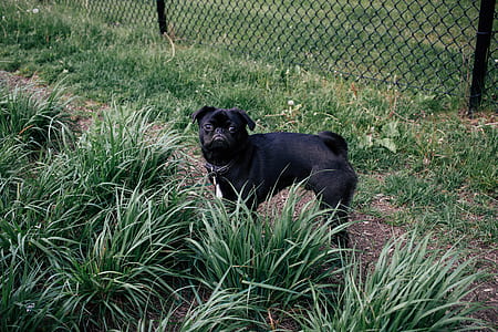 black pug standing beside linear grass thumbnail