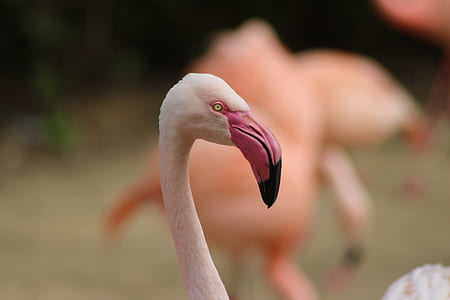 bird, animal, beak, head thumbnail
