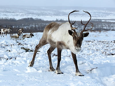 white and gray animal on snow thumbnail