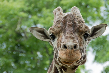 selective focus photography of giraffe's head thumbnail