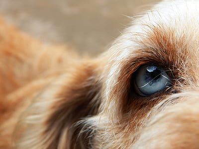 dog, friend, eye, blue eye, nice eyes, hairy thumbnail