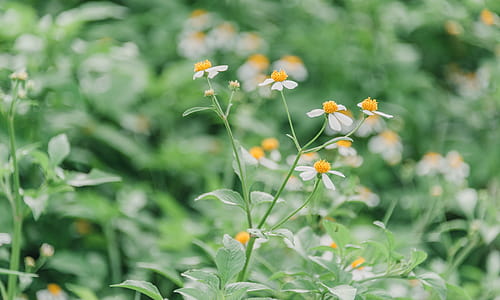 Shallow Focus Photography of Green Leafed Plants With White Flowers thumbnail