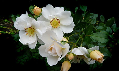 selective focus photography of white rose flower thumbnail