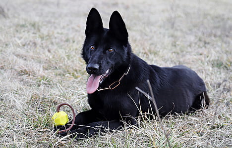 adult black German shepherd with ball on grass thumbnail