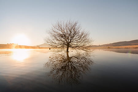withered tree in middle of body of water thumbnail
