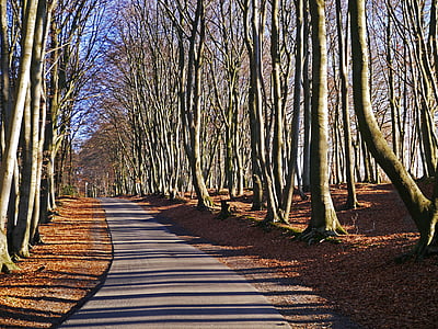 gray pathway between trees thumbnail