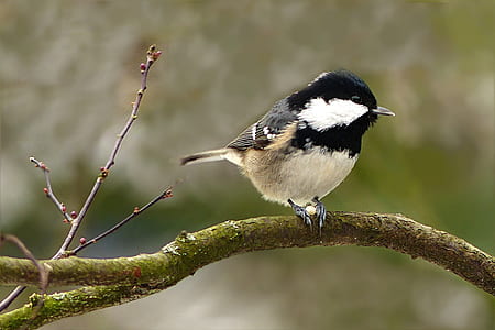 black, grey, and white bird thumbnail