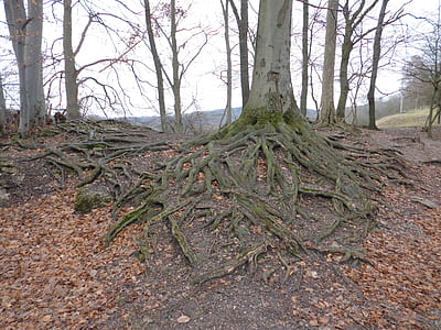 trees in forest thumbnail