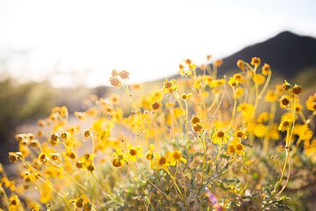 shallow focus photography of yellow flowers thumbnail
