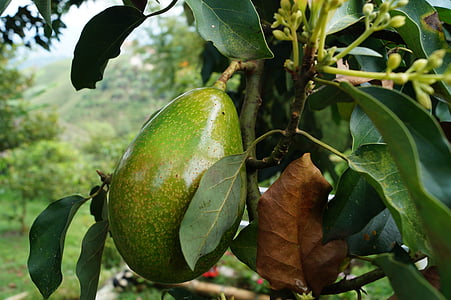 avocado plant thumbnail