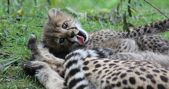 two leopard cubs lying on grass thumbnail