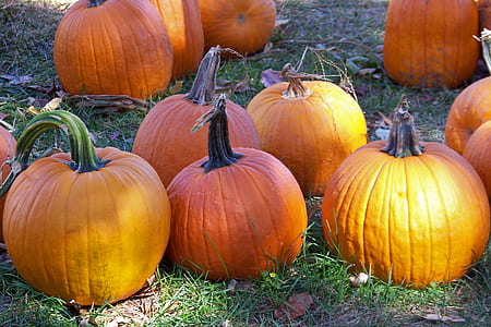 bunch of pumpkins on ground thumbnail