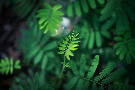 green-leafed plants in close-up photography thumbnail