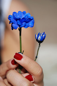 blue rose thumbnail