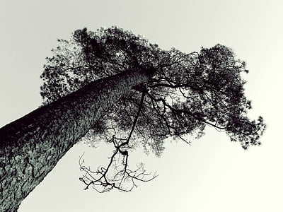 worm's eye gray scale photography of tree thumbnail