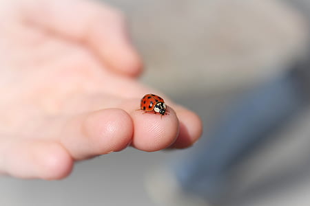 shallow focus photography of red and black ladybug on person's fingers thumbnail
