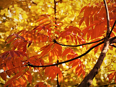 Yellow Leaves, Autumnal Leaves thumbnail