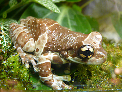 macro shot of brown and white frog thumbnail
