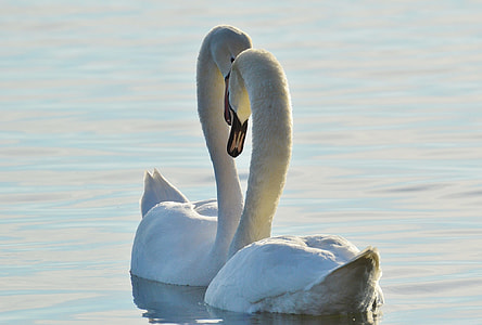two white swans thumbnail