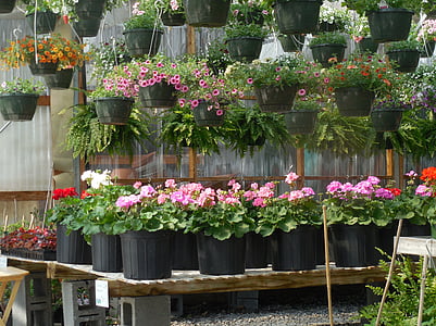 assorted-color flower lot in pot thumbnail