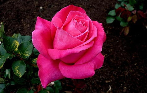 close-up photo of pink rose in bloom thumbnail