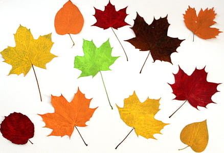 multicolored maple leafs thumbnail