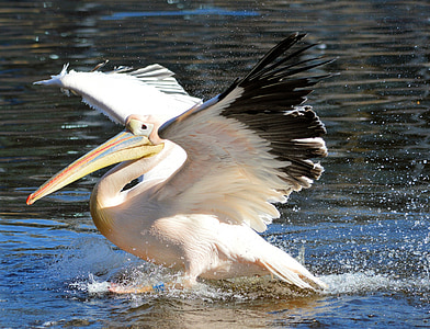 white and black pelican thumbnail