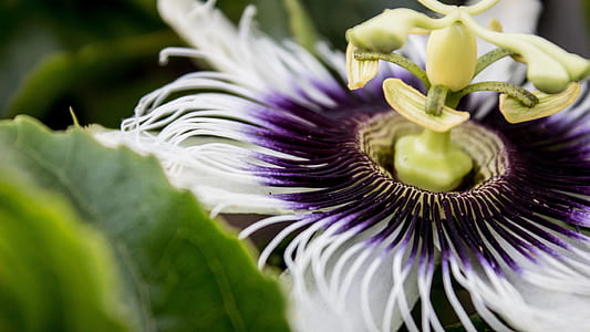 white and purple flowers thumbnail