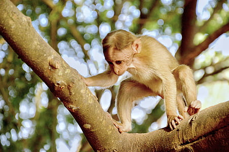 Photography of Monkey on Tree thumbnail